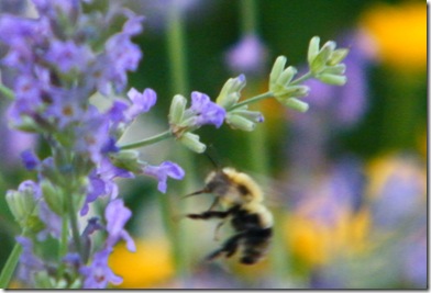 2010_0616bees0083