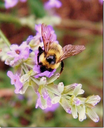 2010_0616bees0045