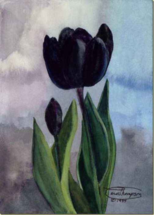 f28-black-tulip