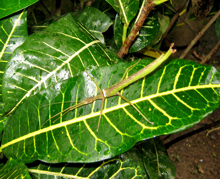 Semi-green Stick Insect