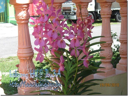 pink-orkid-ori