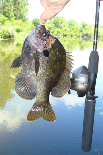 bigger-blugill.jpg