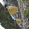 Birch Polypore