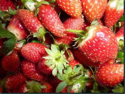 strawberries Aug 2010 004