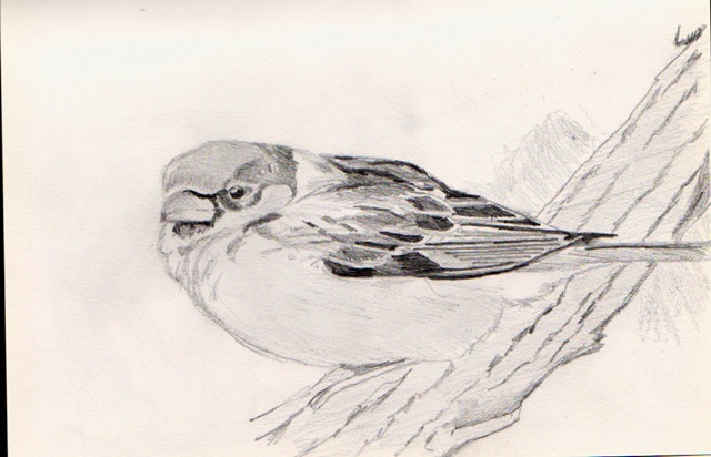[sparrow[3].jpg]