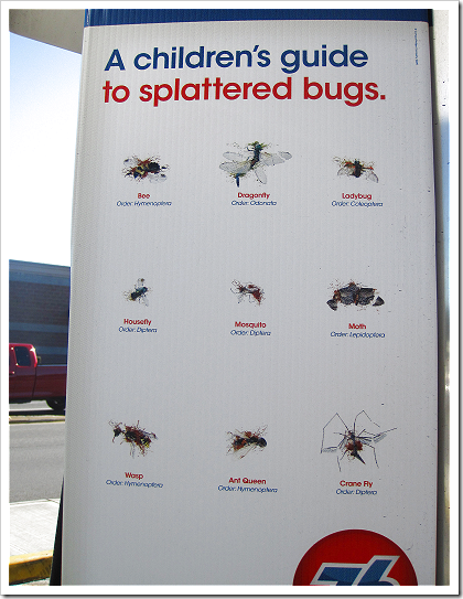 A children's guide to splattered bugs