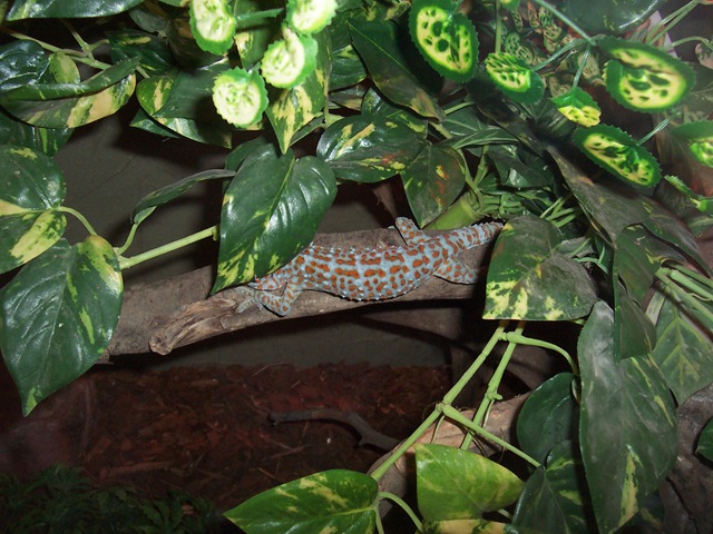 [2010.09.04-005 gecko dans le vivarium[2].jpg]
