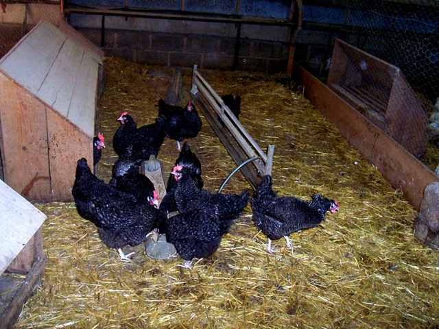 [2010.09.04-037 conservatoire de poules anciennes[2].jpg]