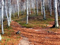 Z listjem prekrite gozdne poti