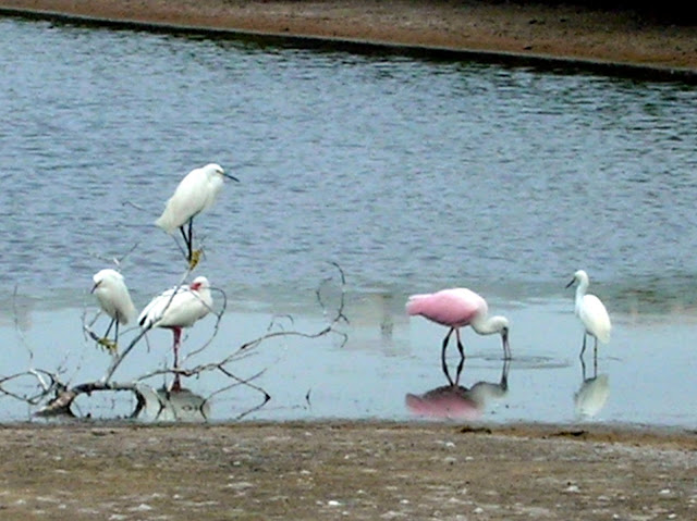 Southwest Florida