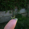 Baby Praying Mantis
