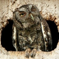 Hungover Owls