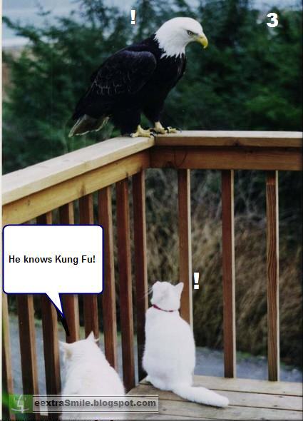 kung Fu CAT.jpg