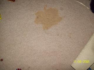 [carpet stain[2].jpg]