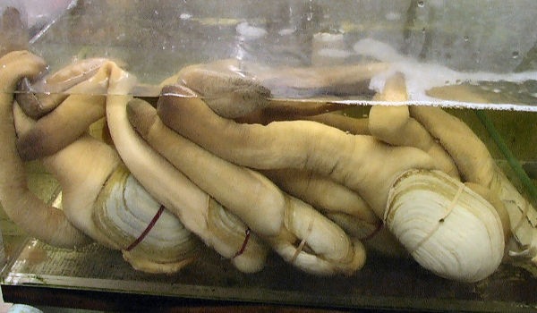 [7 Animals With the Longest Life Spans - Geoduck[7].jpg]