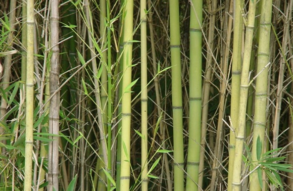 bamboo_thicket