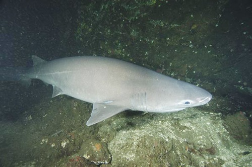 Bluntnose Sixgill Shark
