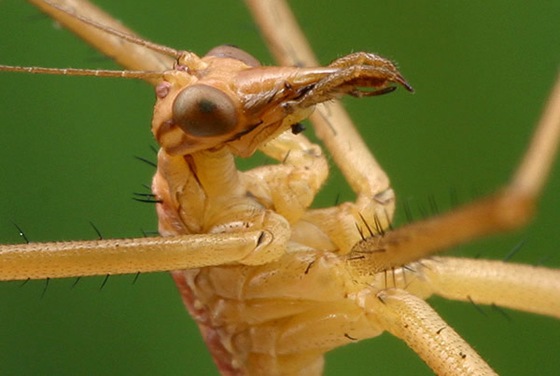 polygamous_hanging_fly