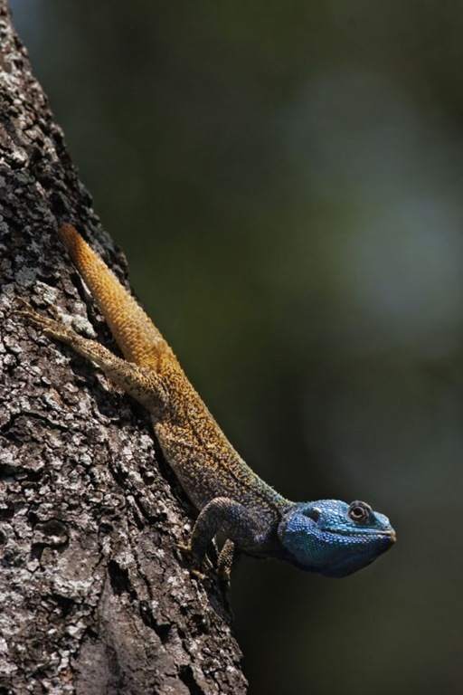 polygamous_blue_lizard
