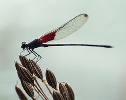 damselfly-picture