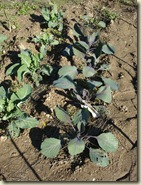 red cabbage caulifflower_1_1