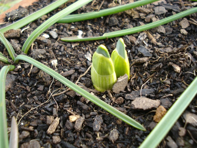 [daffodils ready for spring_1_1[2].jpg]