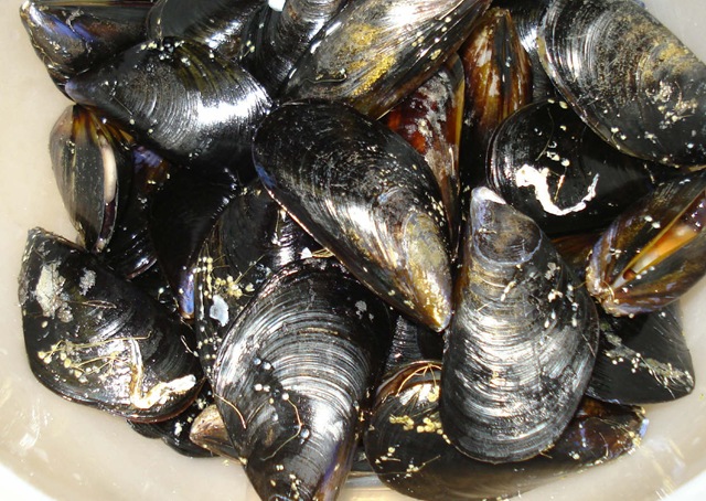 [mussels1_1_12.jpg]