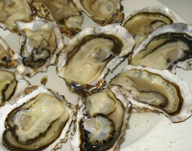 [oysters2_1_1[3].jpg]