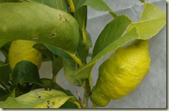 lemons_1_1_1