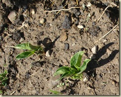 2nd broad bean sowing_1_1_1