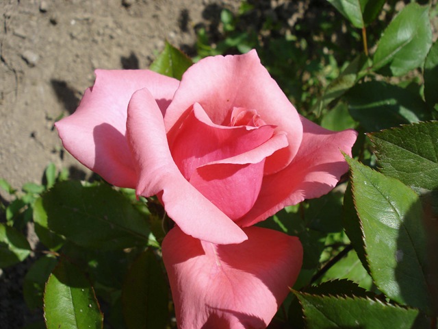 [rose - pink 2_1_1[3].jpg]