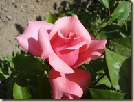 rose - pink 2_1_1