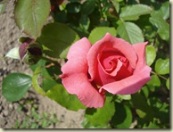 rose - pink_1_1