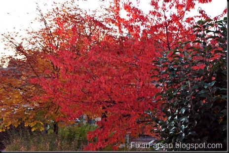 Höstens Färger