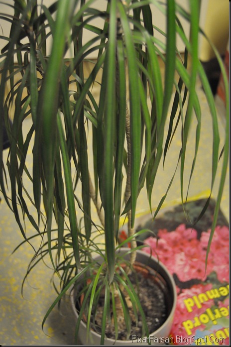 Krukväxt palm