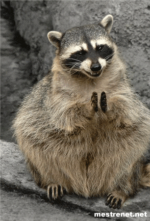 animal003.png