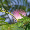 silk tree flower