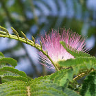silk tree flower