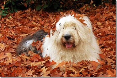 dog in leaves