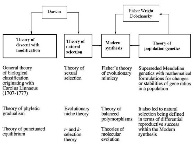 charles darwin theory of evolution essay