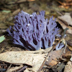 Magenta Coral Fungi