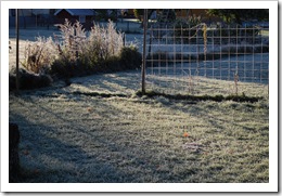 gräsmattan i frost
