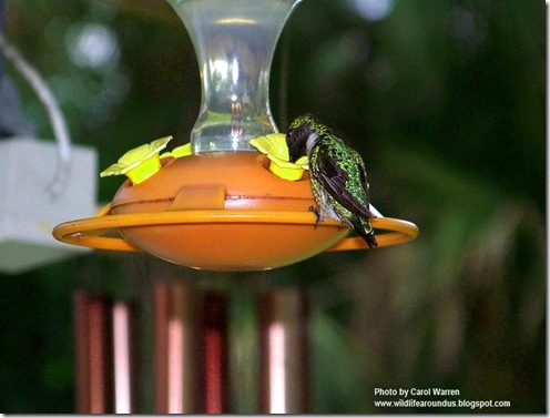 hummingbird 007cs1