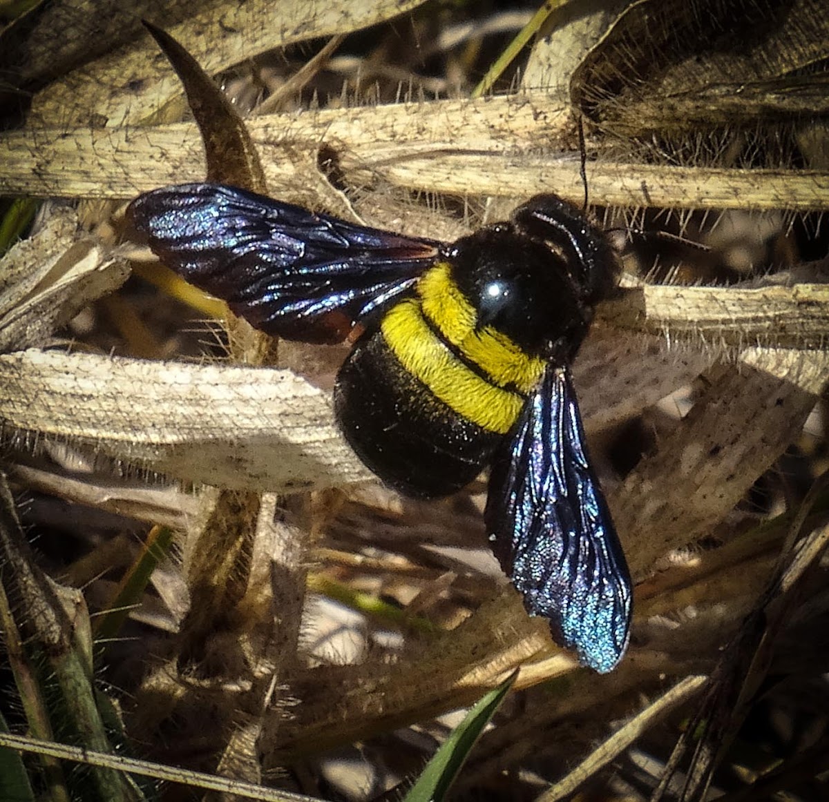 Afrotropical Carpenter Bee (female)