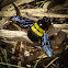 Afrotropical Carpenter Bee (female)