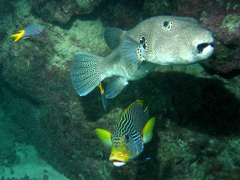 StarryPufferfishAndManyLinedSweetlips.jp