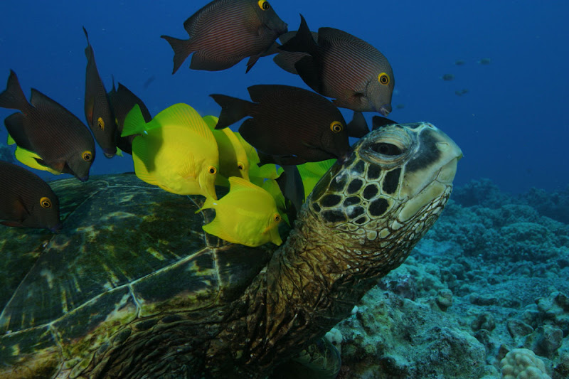 lg_deepseaturtle.jpg