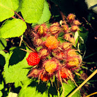 Wild raspberries