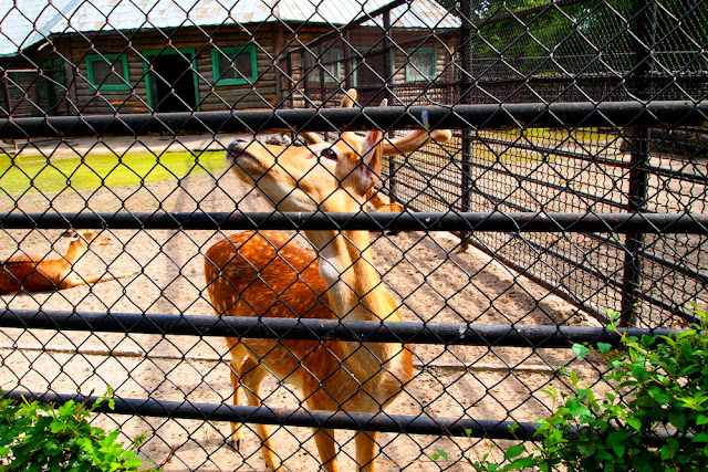 Поход в николаевский зоопарк.