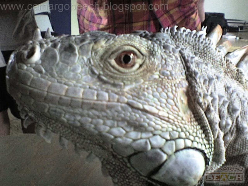De Que Lado Masca La Iguana